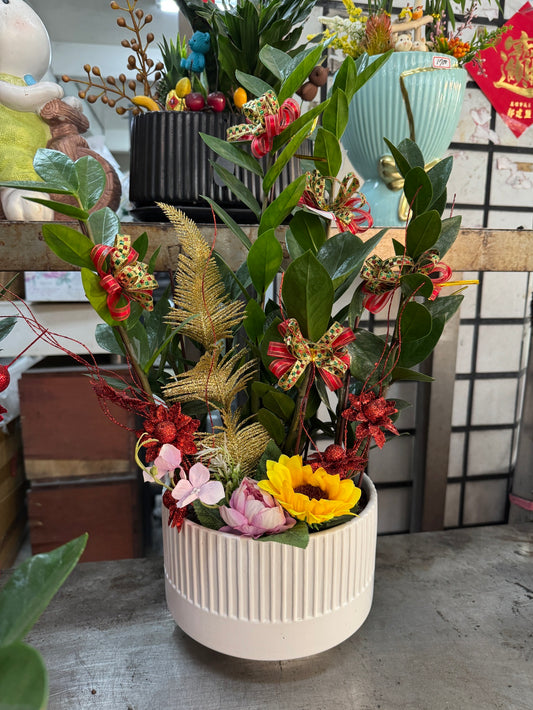 桌上型金錢樹 - 小