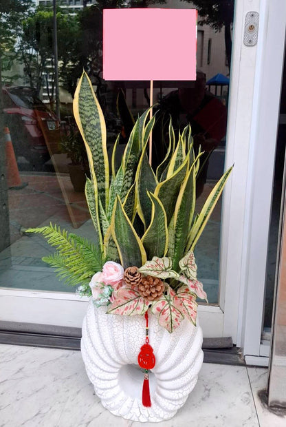 桌上型虎皮蘭 - 白盆