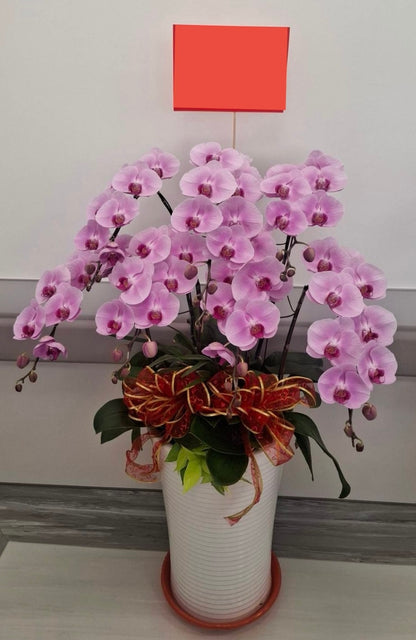 Orchid – 7 (Floor Standing, Light Pink)