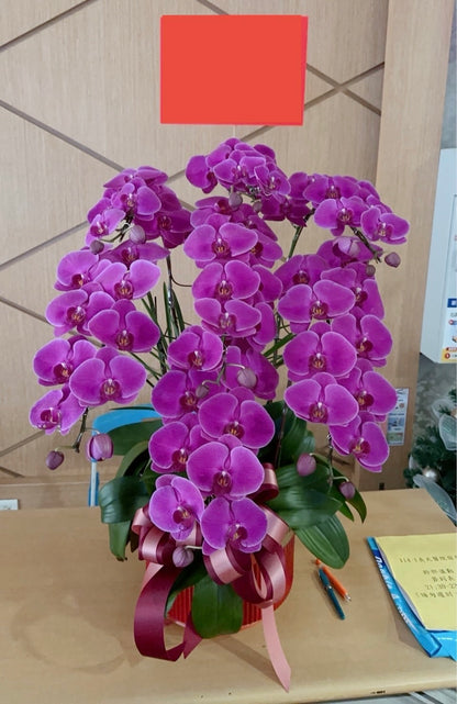 Orchid – 8 (Tabletop, Pink)