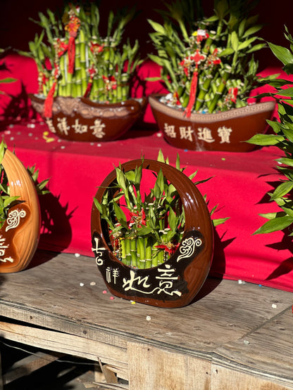 Lucky Bamboo - Medium