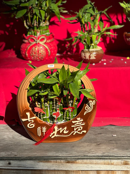 Lucky Bamboo - Medium