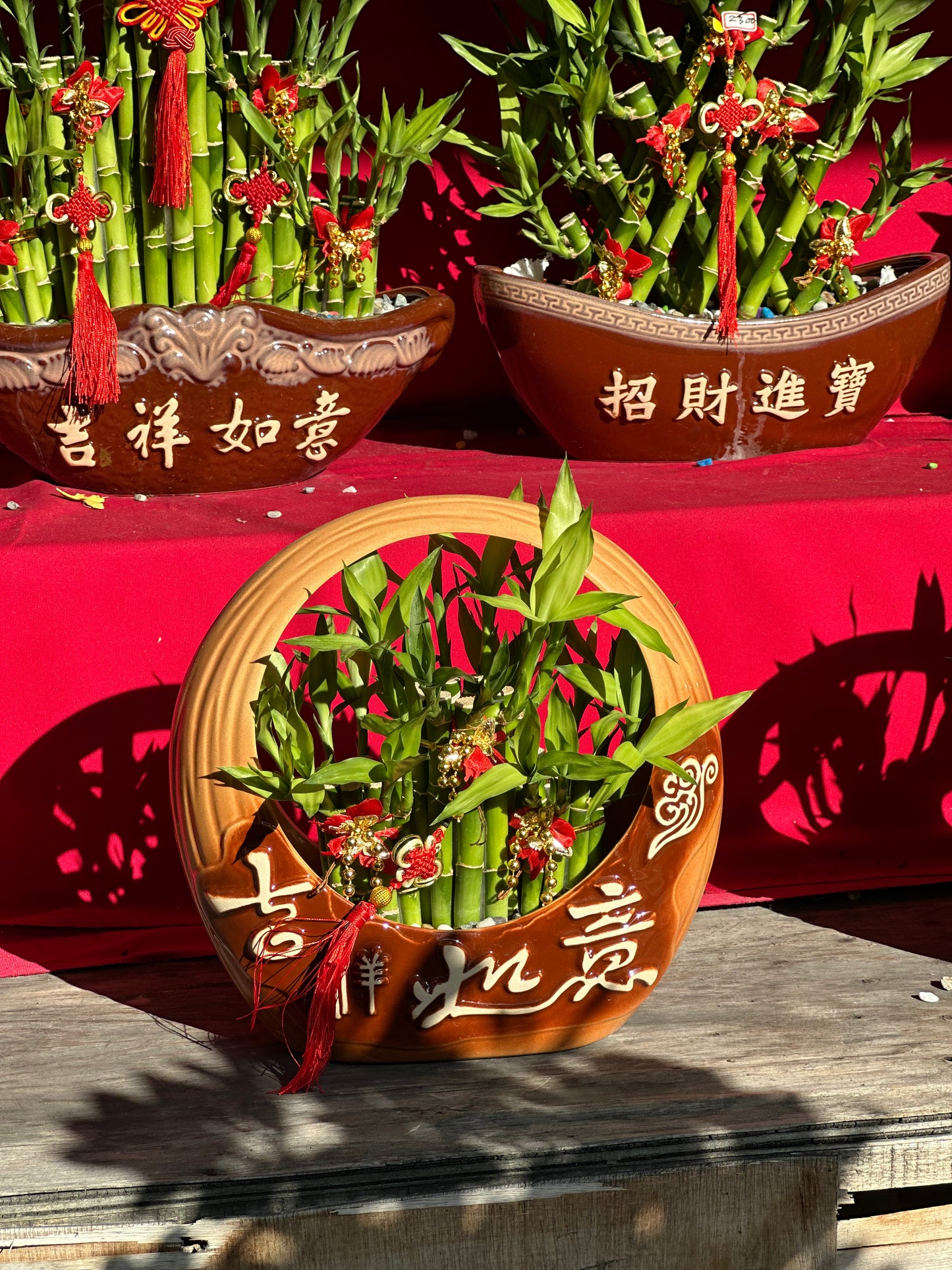 Lucky Bamboo - Medium