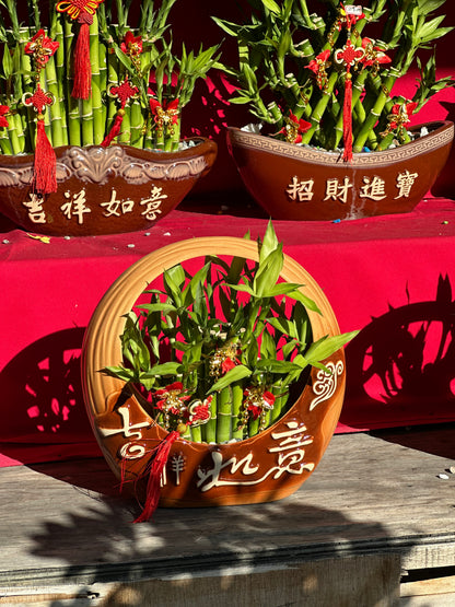 Lucky Bamboo - Medium