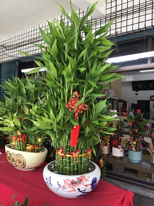 開運竹 - 大型白盆