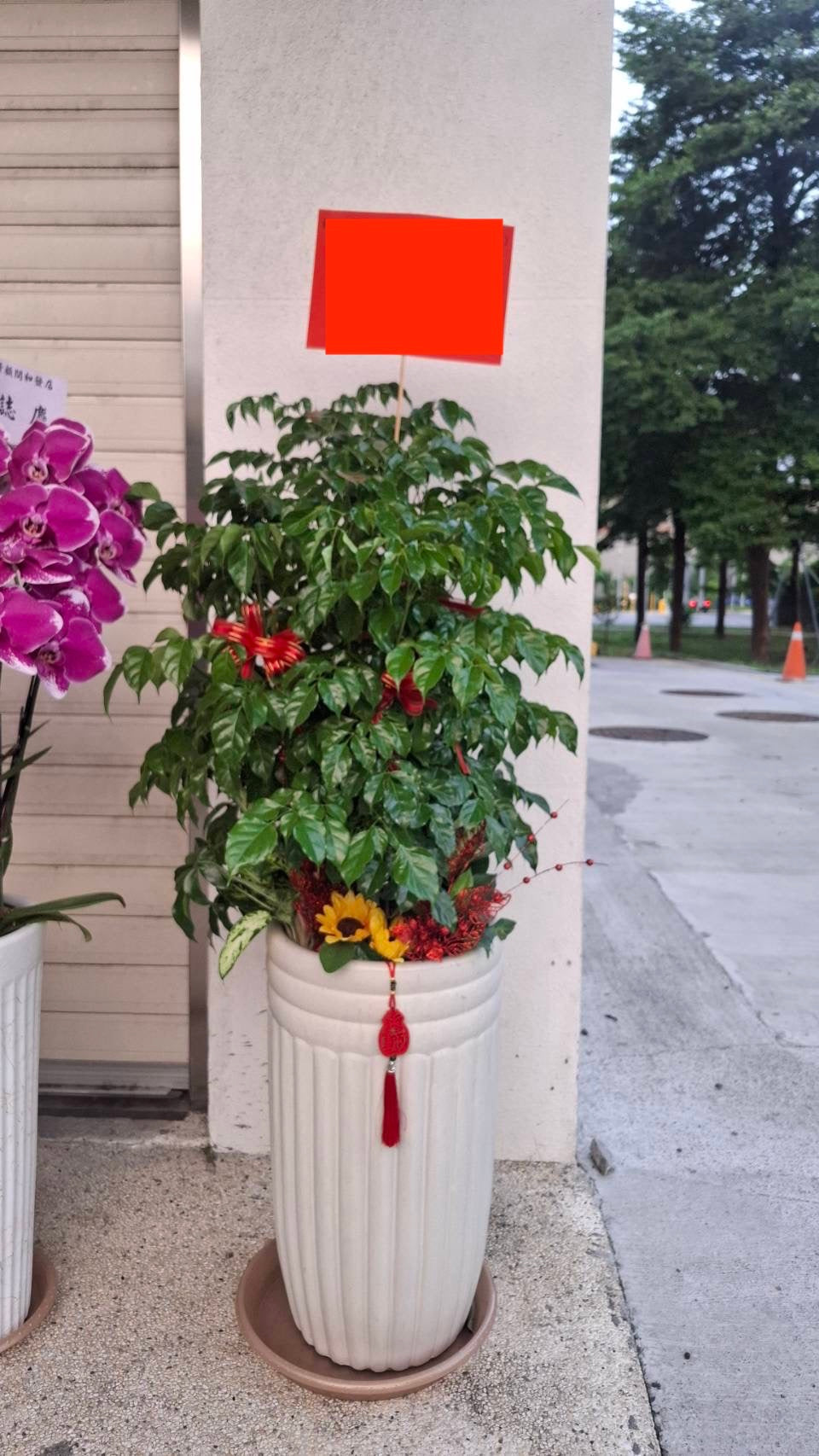 落地款進財樹