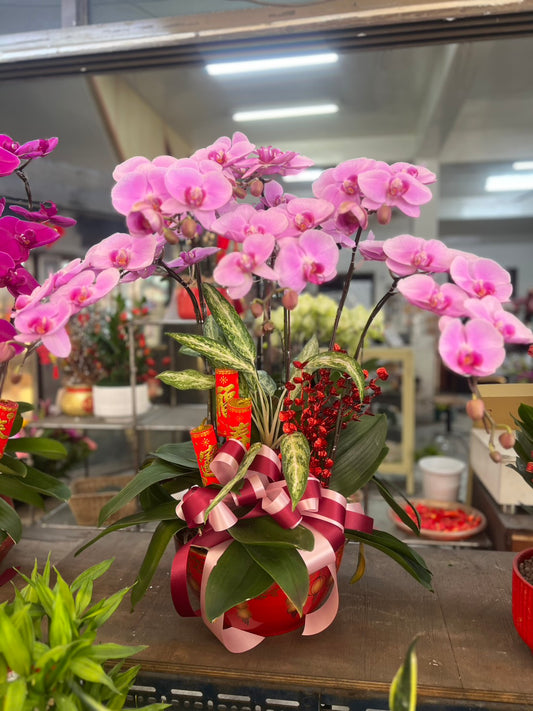 蘭花五株桌上型 - 粉色