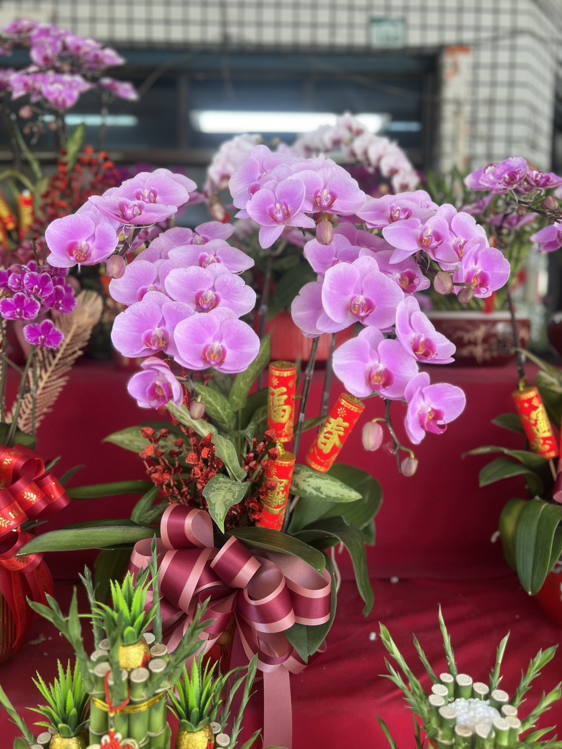 Orchid – 5 (Tabletop, Light Pink)