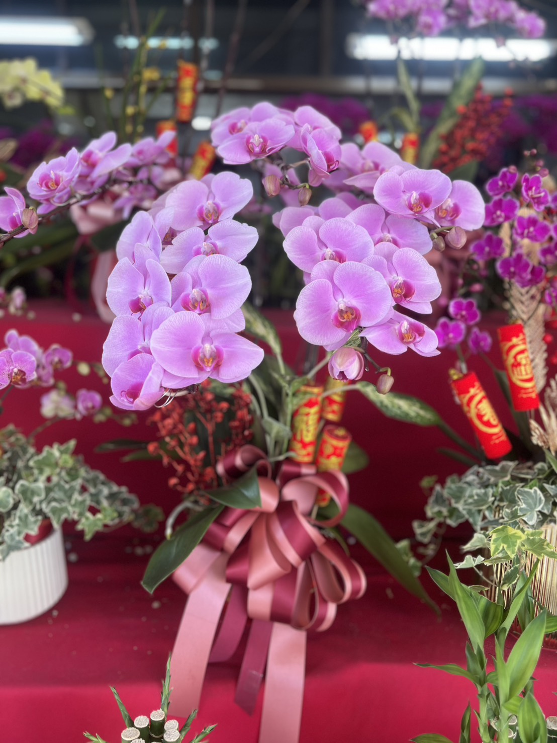 Orchid – 5 (Tabletop, Light Pink)