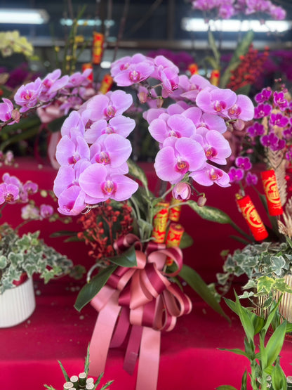 Orchid – 5 (Tabletop, Light Pink)