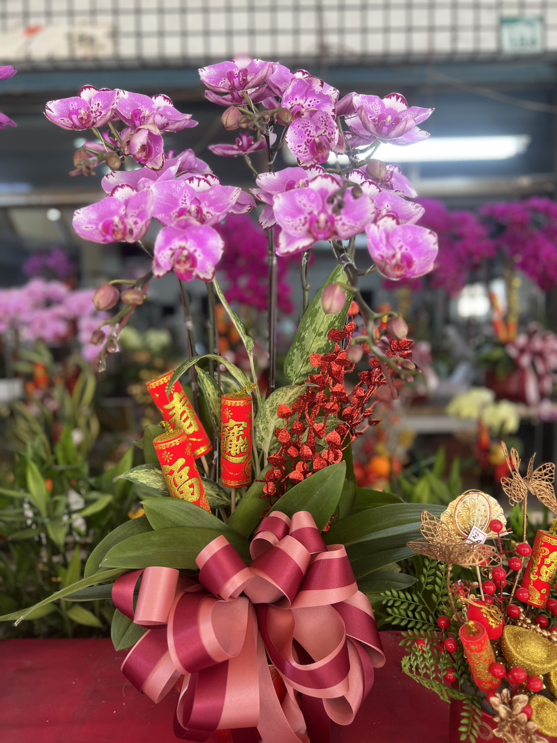 蘭花六株桌上型 - 桃紅色