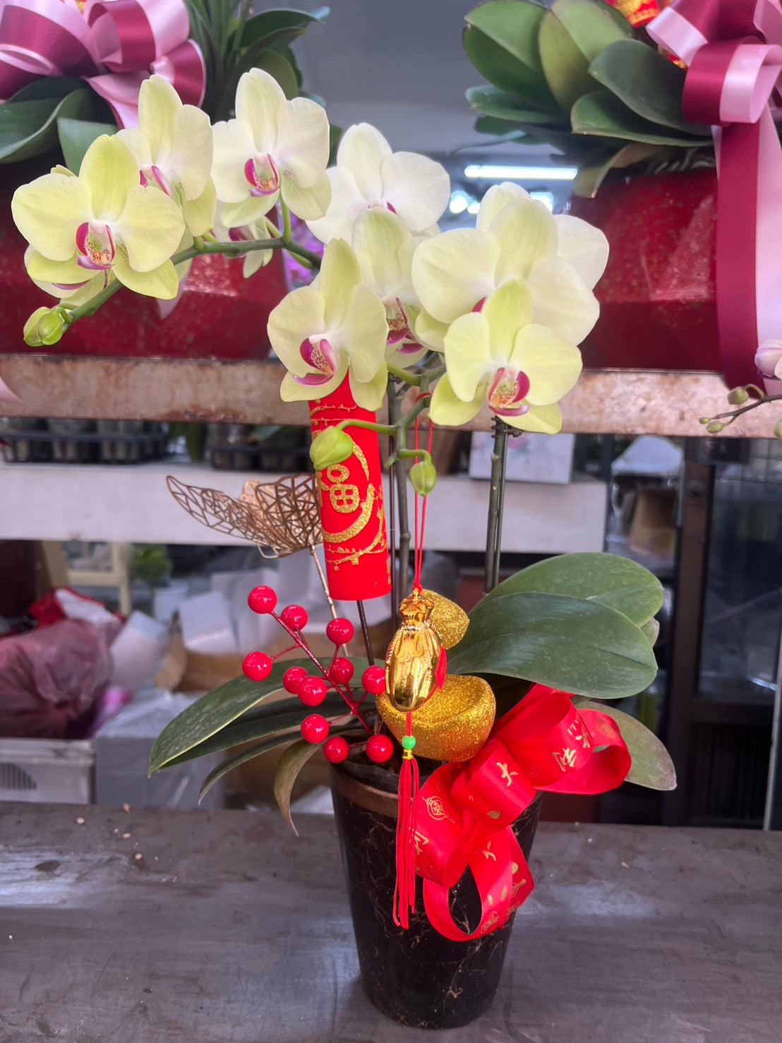 New Year Mini Orchid – Pink