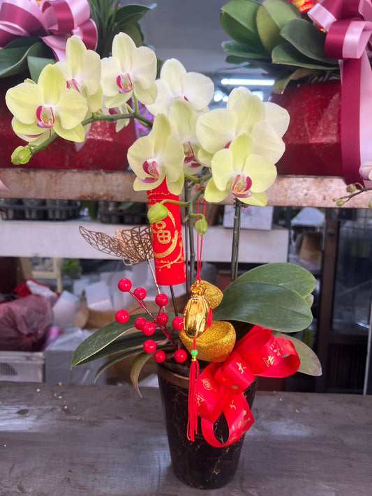 新年蘭花 - 單株（黃)