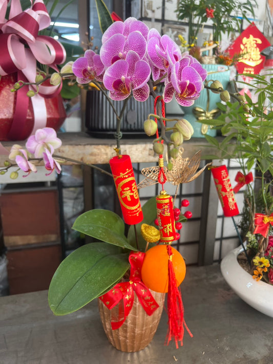 新年蘭花 - 單株（粉）